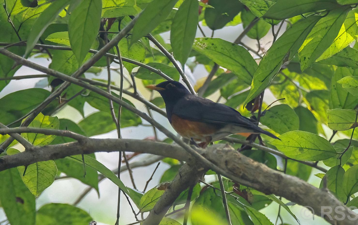 Black-breasted Thrush recorded second time in Nepal