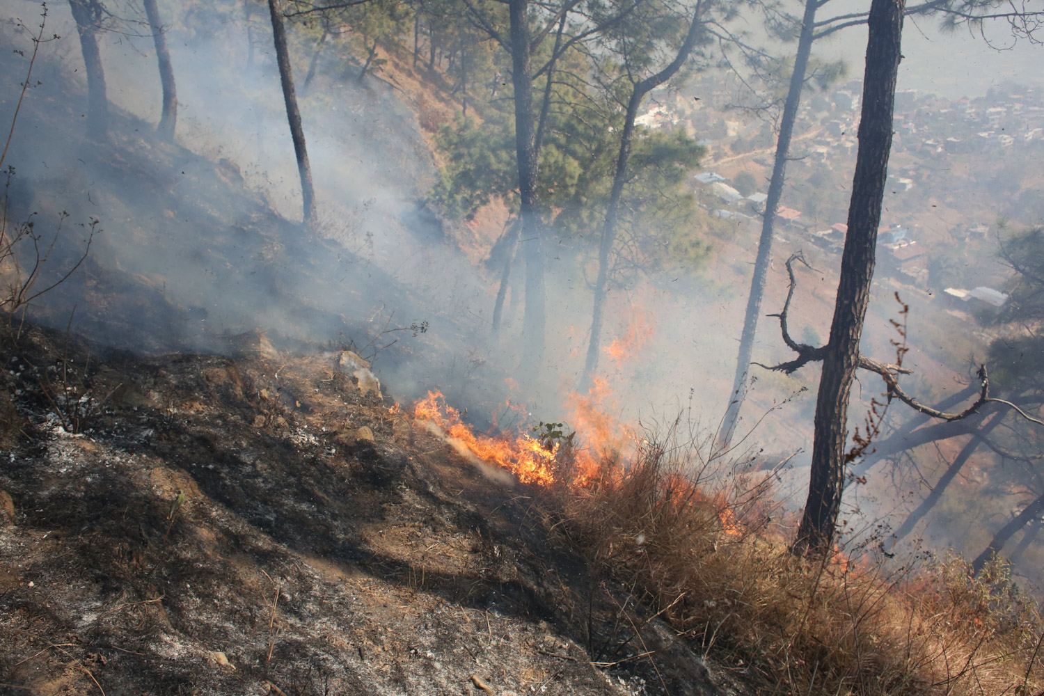 Forest fire breaks out in Dakshinkali
