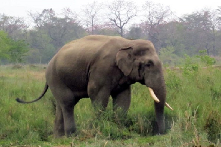 Elderly man dies in attack by wild elephant