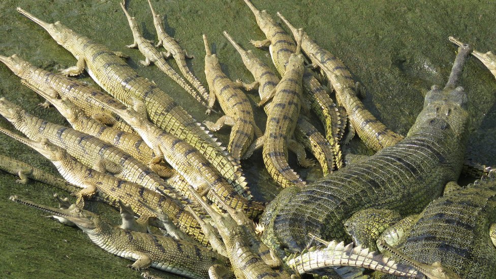 103 crocs released in Rapti River