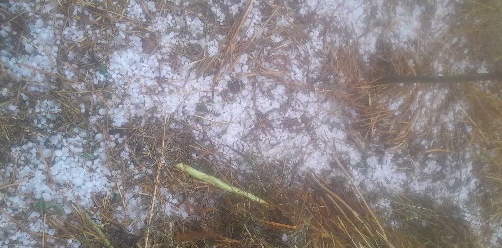 Hailstorm Damages Crops in Kailali
