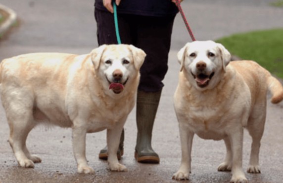 Scientists identifies genes that make humans, Labradors more likely to become obese