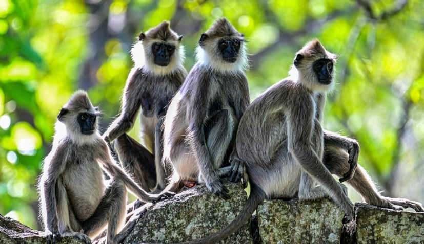 Sri Lanka counts nuisance wildlife in bid to protect crops