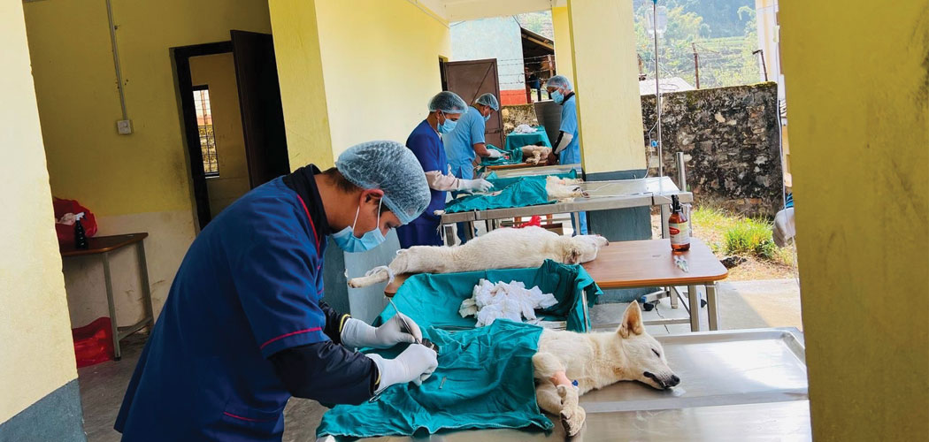 364 dogs a cat sterilised in Syangja