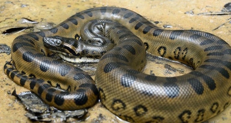 Wetland conservation boosting python population in Kanchanpur