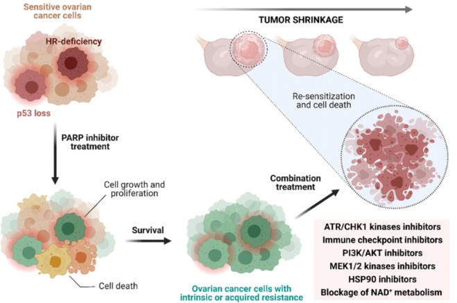 New antibody reduces tumor growth in treatment-resistant breast, ovarian cancers: Study