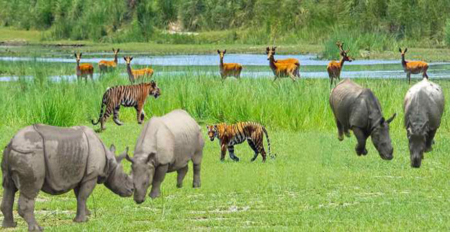 Ten people killed in wildlife attacks