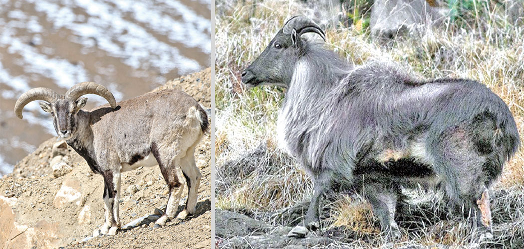 Second Hunting season begins in Dhorpatan