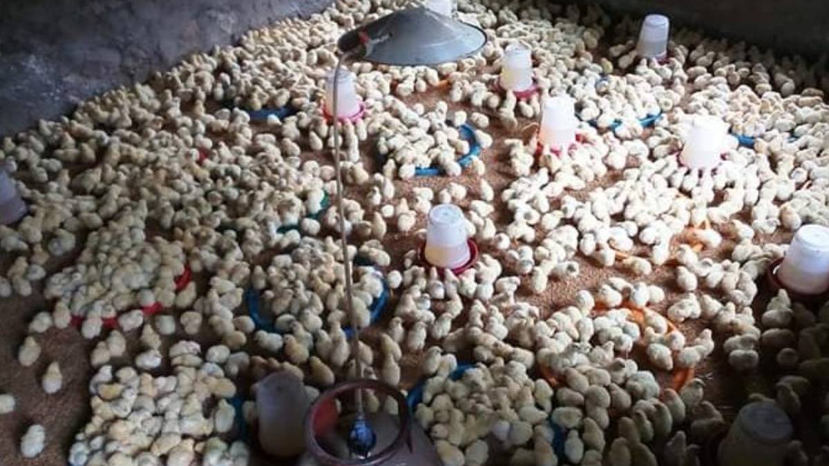 236 hatchery industries closed after Covid-19