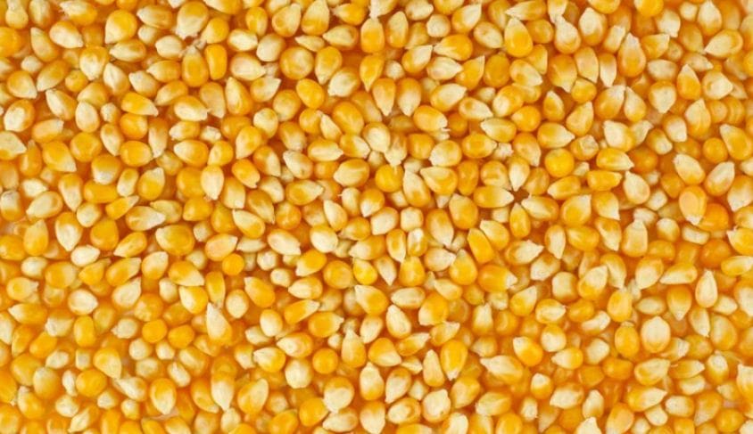 Farmers want locally produced hybrid maize seeds