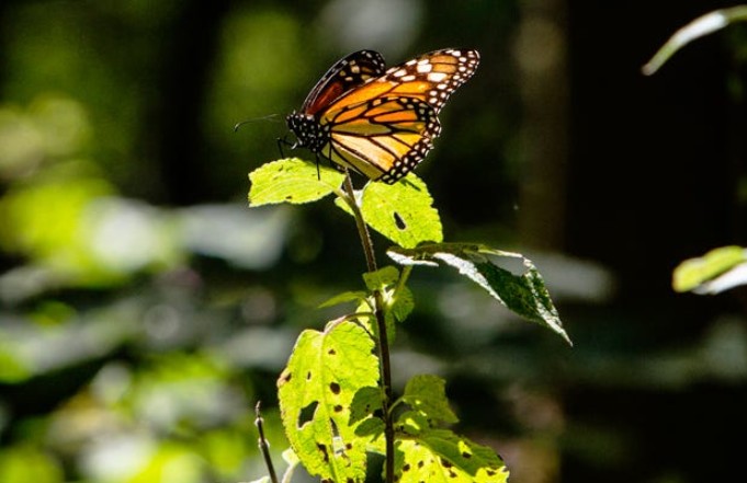 Study raises possibility of country without butterflies