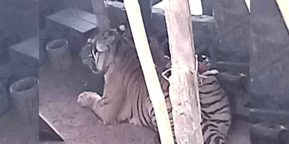 Two injured in tiger attack in Saptari