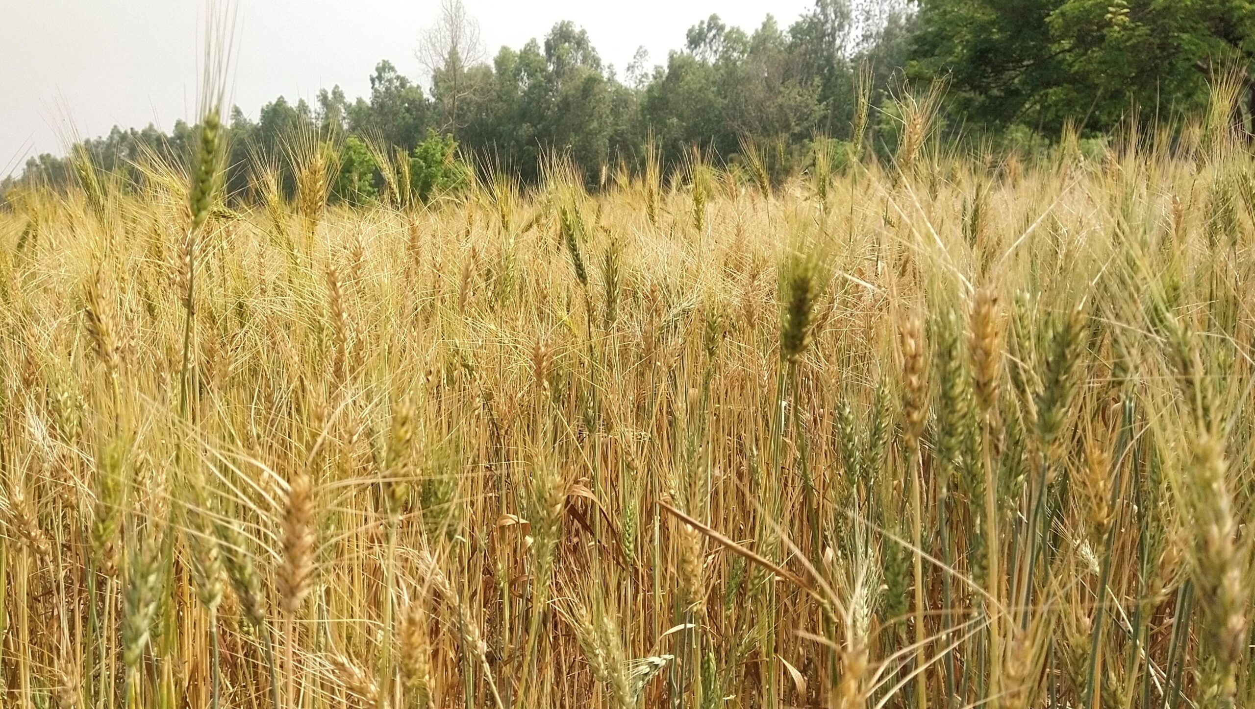 Farmers worried as rain damages wheat crop