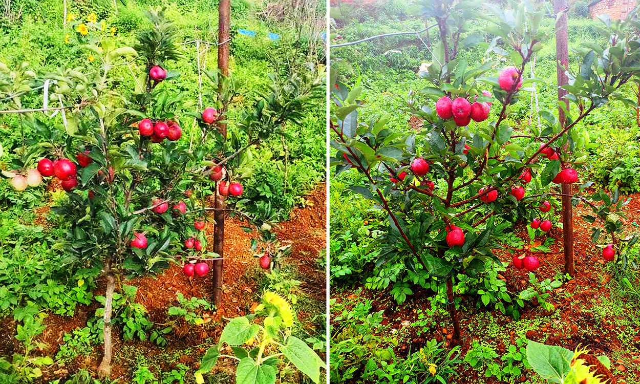 Bhojpur farmers attracted to apple farming