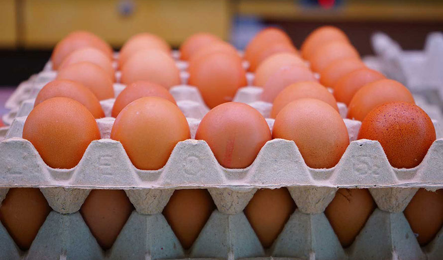 Eggs price increased