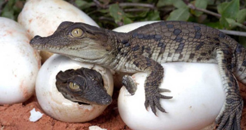 232 crocodile eggs collected for breeding centre in Chitwan