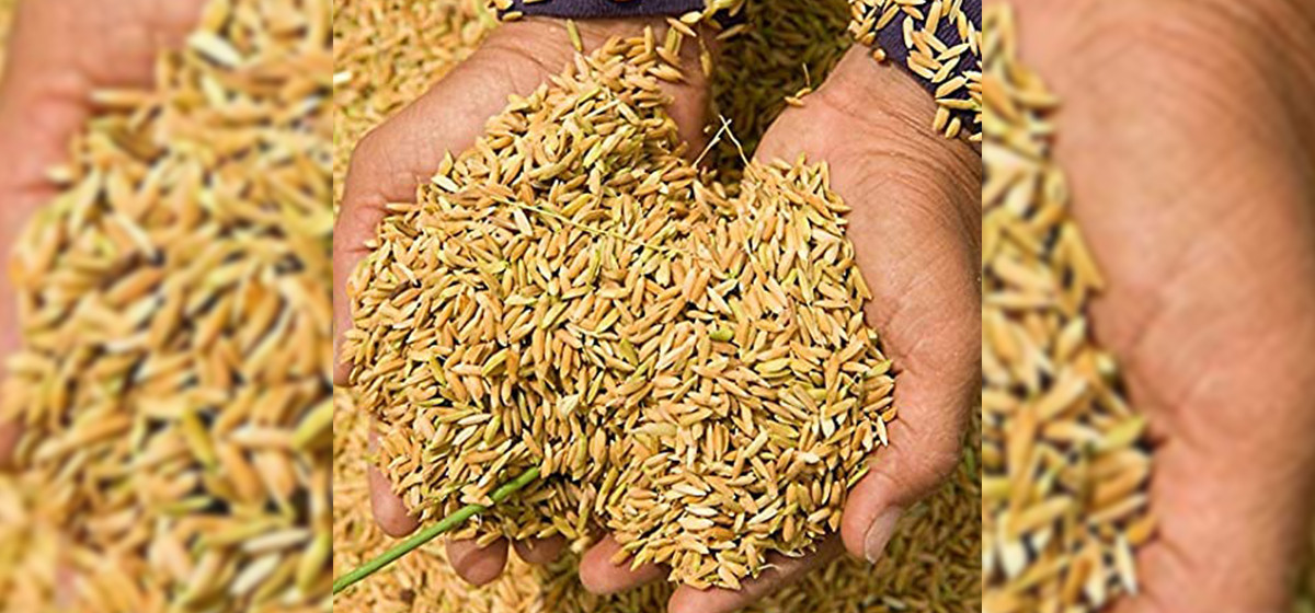 PMC provides paddy seeds on subsidy to farmers