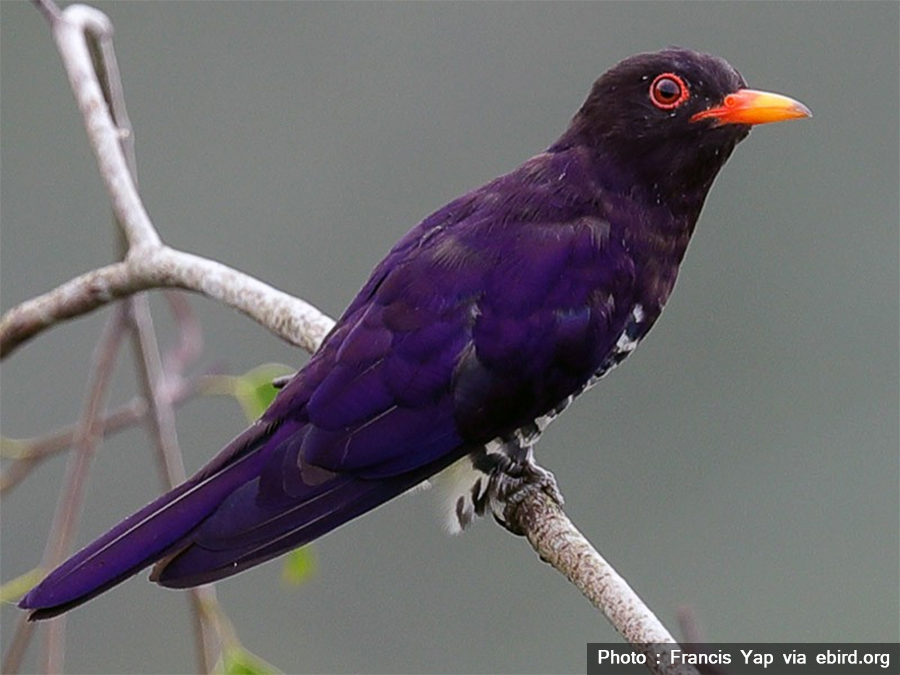 New bird species spotted in Ilam; total number of bird species found in Nepal reaches 899