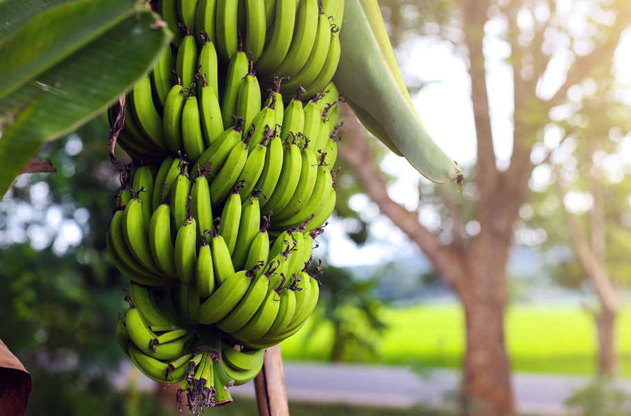 Commercial banana farming expanding in Jhapa