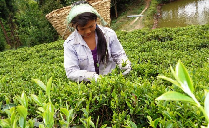 Feasibility study for tea farming in Surnaya rural municipality