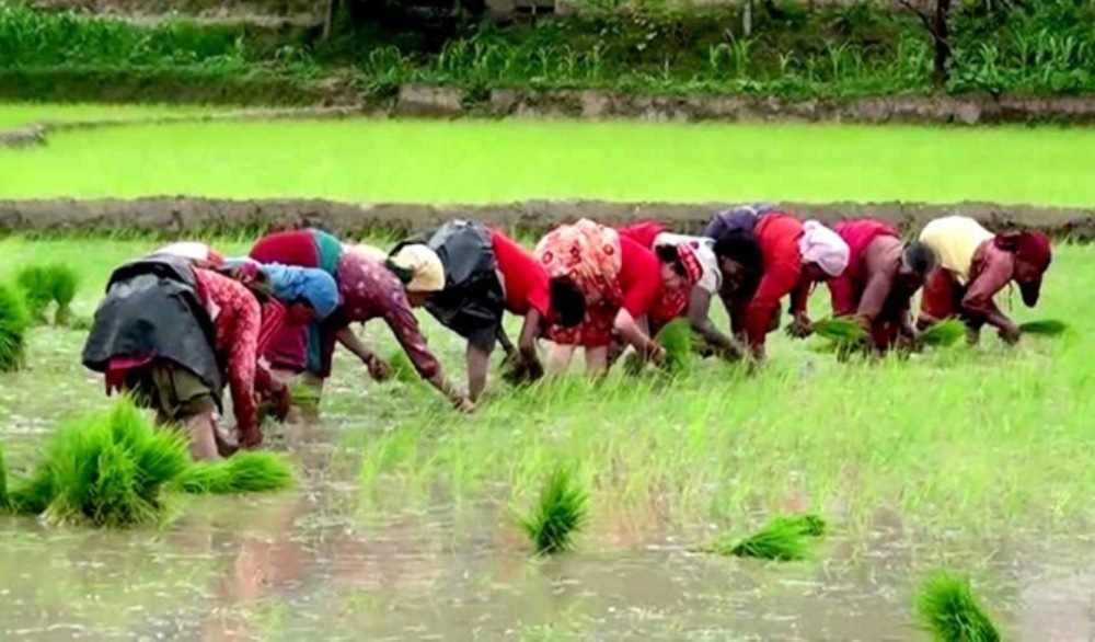 Around 60% paddy seedlings transplanted in Mahottari