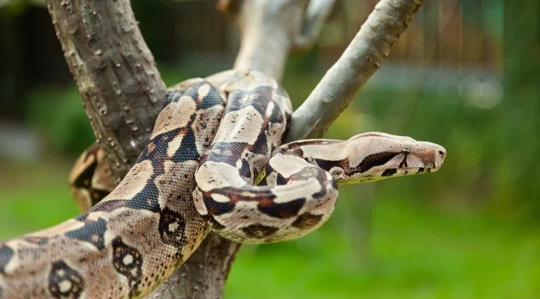 Sydney on alert for escaped boa constrictor
