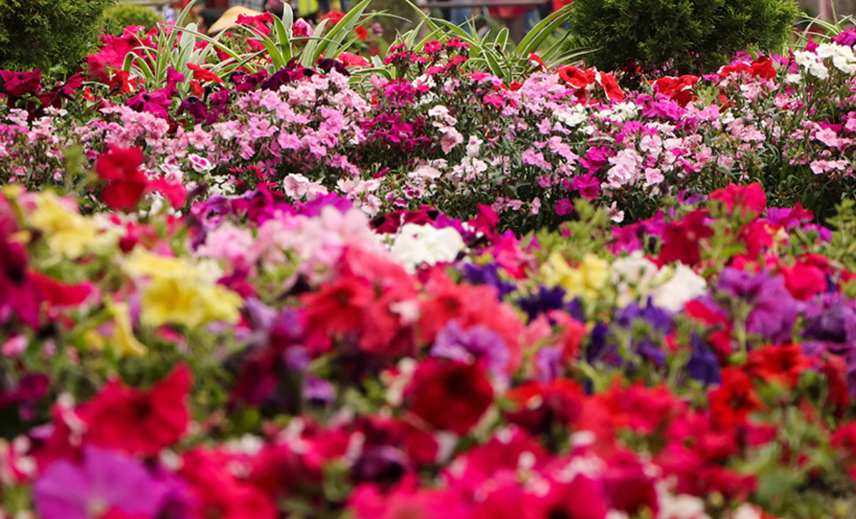 2nd National Horticulture Expo-2025 taking place from tomorrow