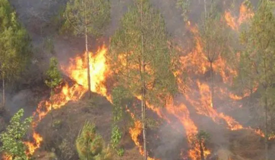 Bagmati Province: Wildfires cause loss to 9,600 hectares forests