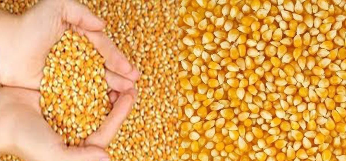 Karnali produces 258,000 metric tonnes of maize