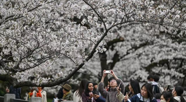 Tourists, locals enjoy ‘ephemeral’ Tokyo cherry blossoms