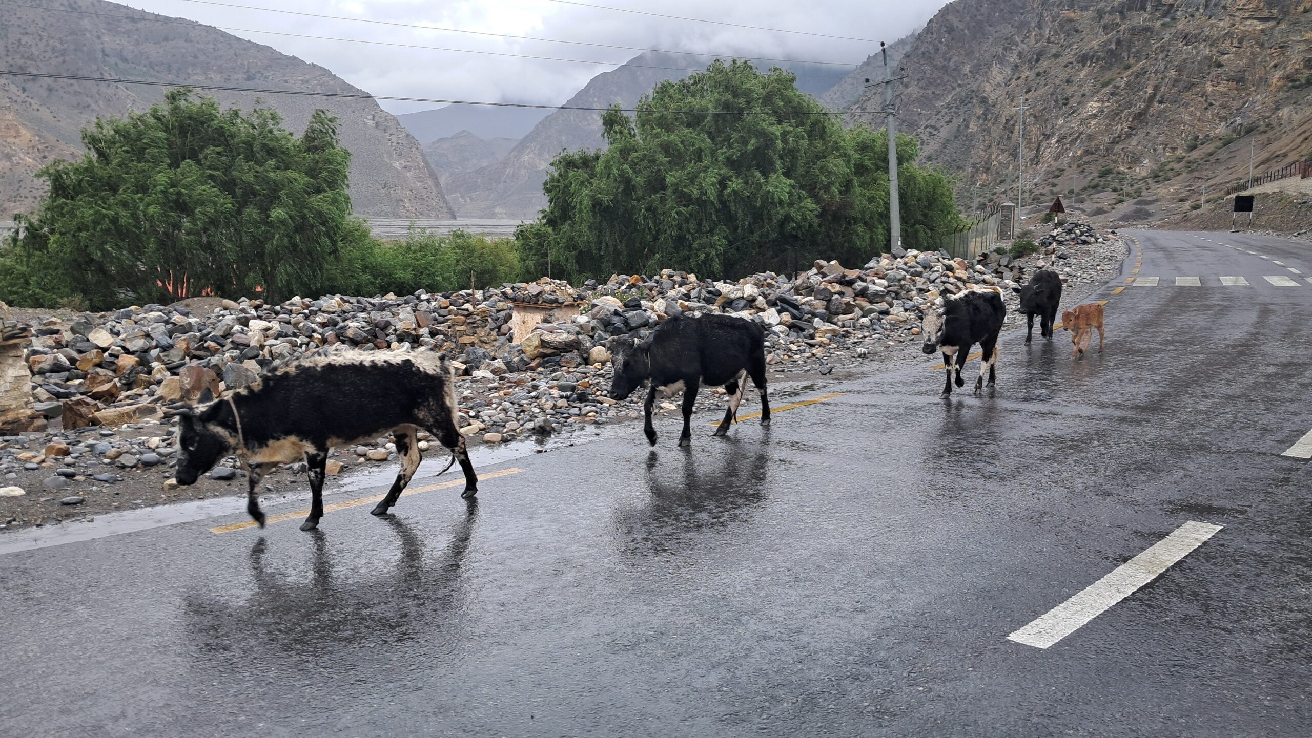 ‘Native breed of dwarf lulu cows awaits conservation’