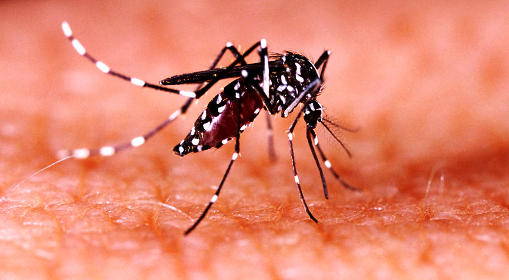 Nearly 300 dengue patients recorded in Sudurpaschim Province