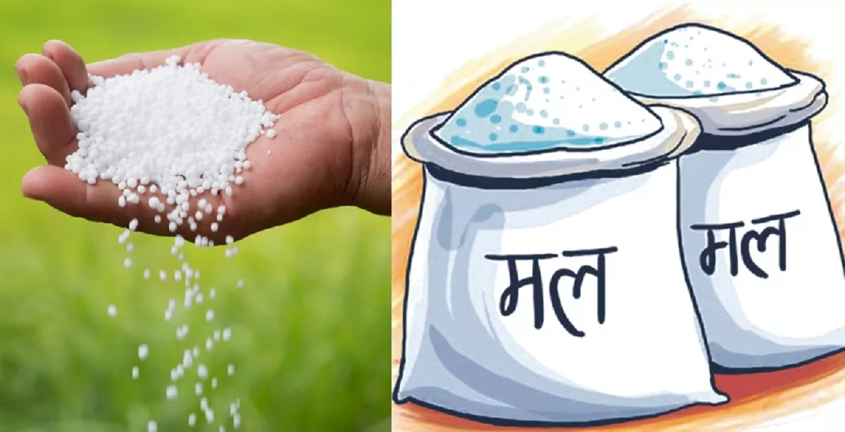 Lack of sufficient rain and fertilizer worrying farmers