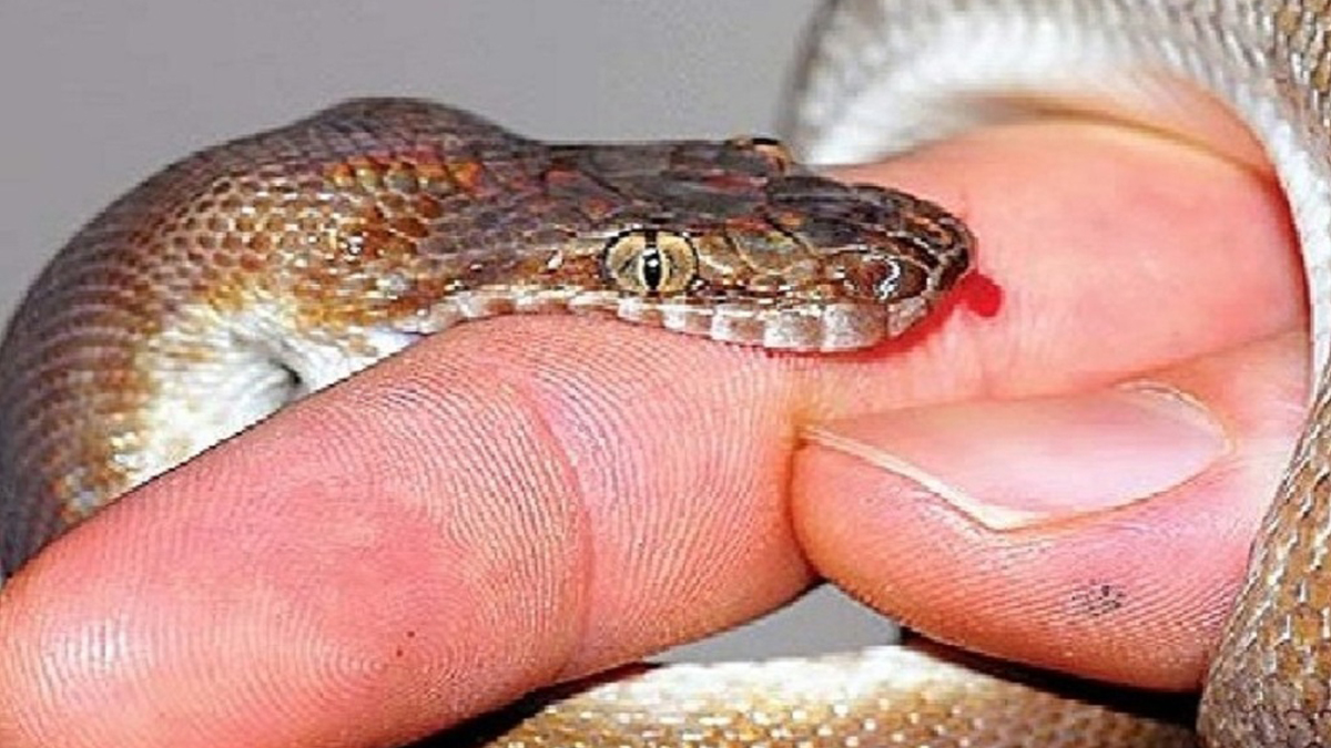 One dies of snakebite