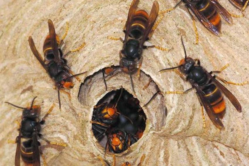 Eight injured in hornet sting in Hetauda