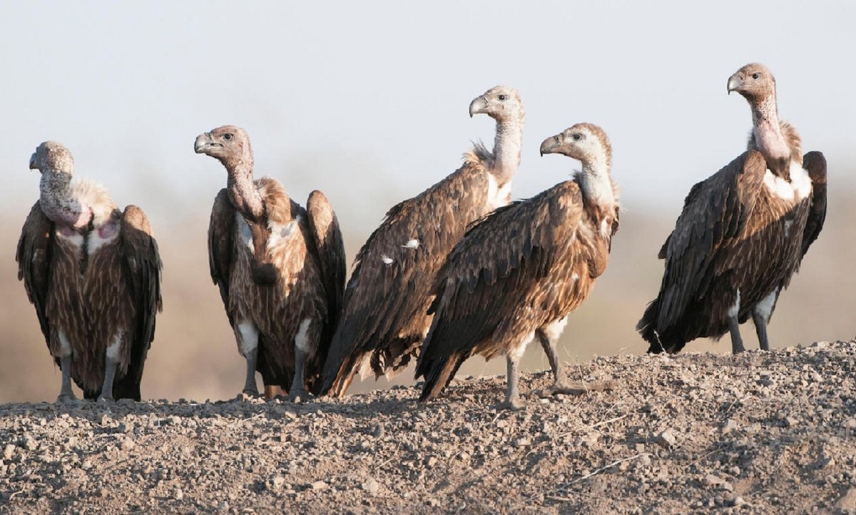 124 vultures recorded in Chaukune