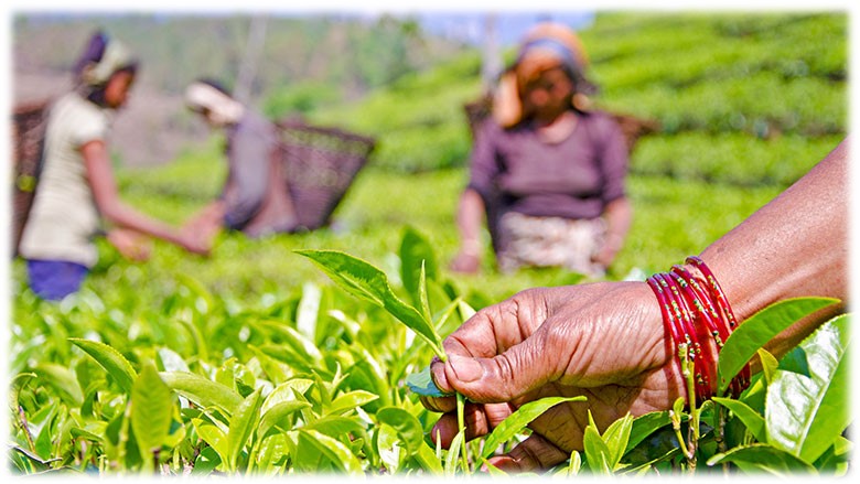 Tea exports up by 46 percent