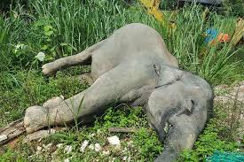 Adult elephant found dead