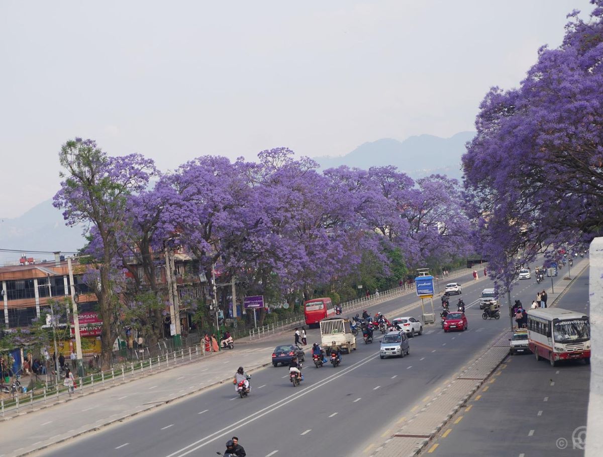 Blooming jacaranda trees adorn Ring Road in Lalitpur