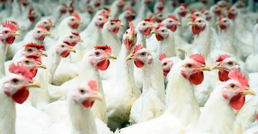 Experts discuss poultry business