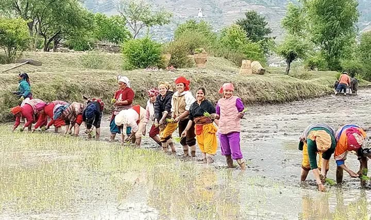 Rainfall restores joy, farmers begin paddy plantation in Sunsari