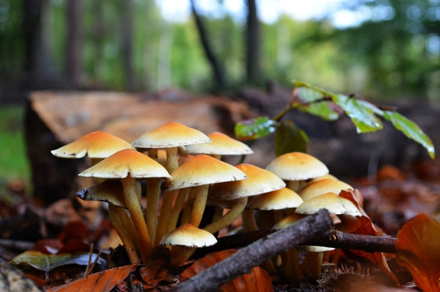 Two dead, two taken ill after consuming wild mushroom in Rukum Purba