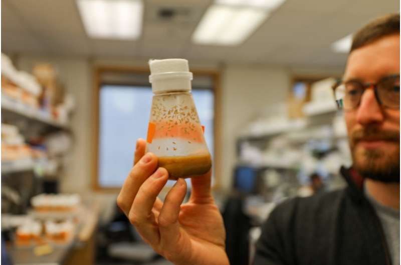 Study reveals impact of oft-overlooked cell in brain function
