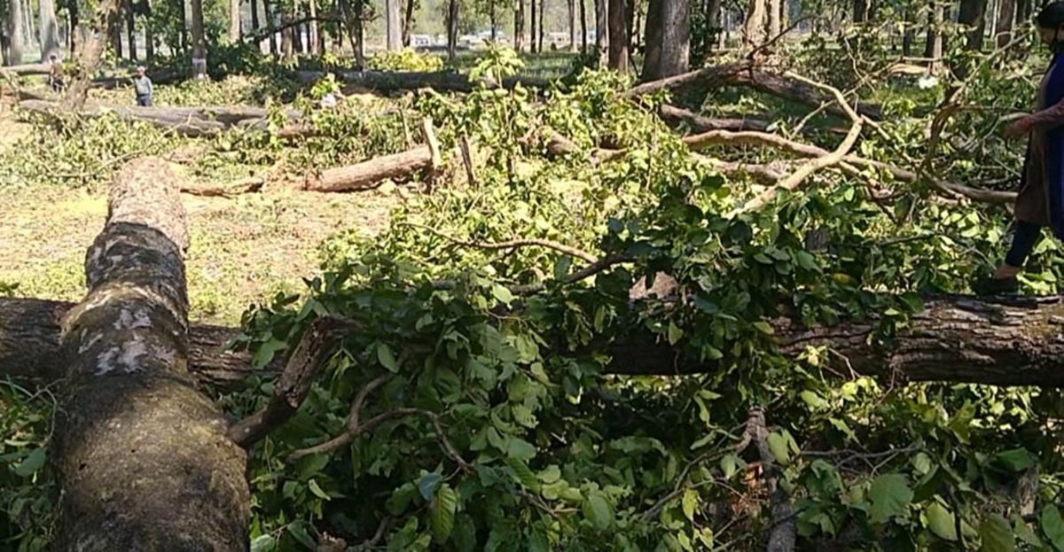 Tree felling begins for construction of Dodhara Chandani dry port