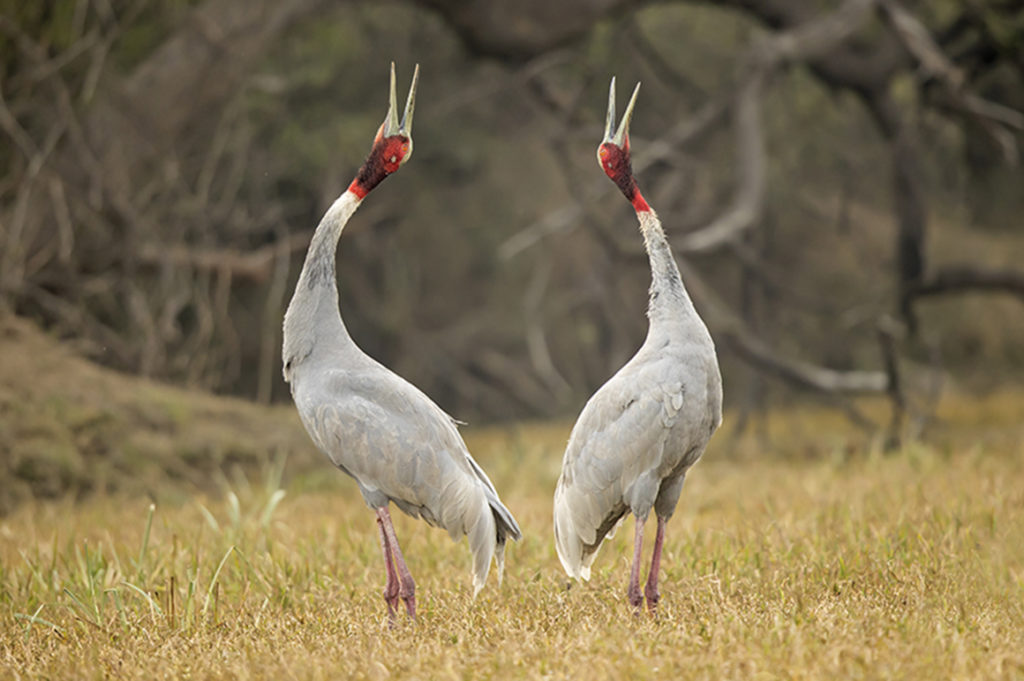 Number of Sarus crane dwindling each year