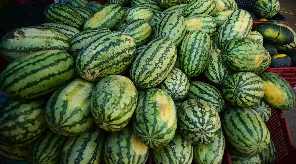 Watermelon farming expanding in Kundahar, Pokhara