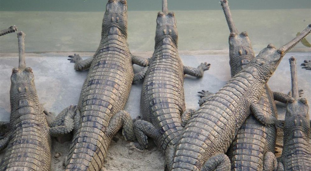 202 baby crocodiles hatched out at Gharial Breeding Center