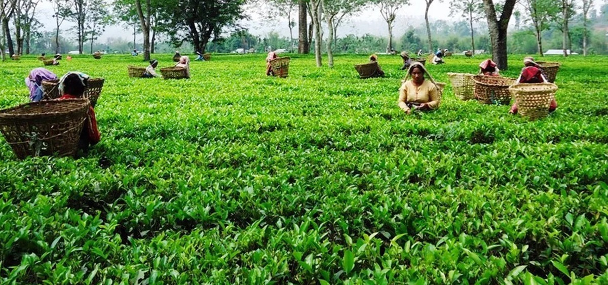 Tea exports increase by 40 percent via Mechi customs office