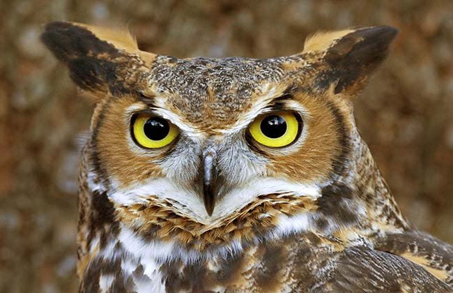 Owl protected zone declared in two community forests of Syangja
