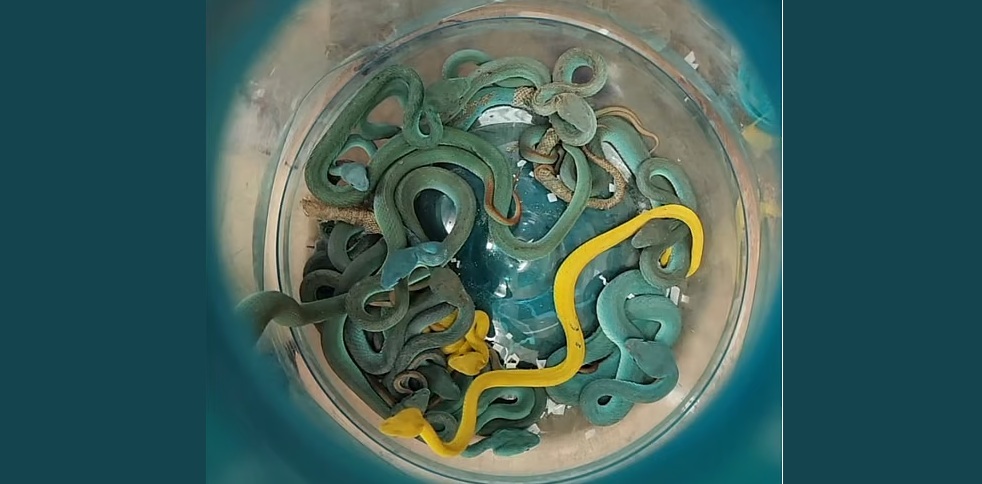 Snakes on a plane: Indian smuggler caught with venomous vipers